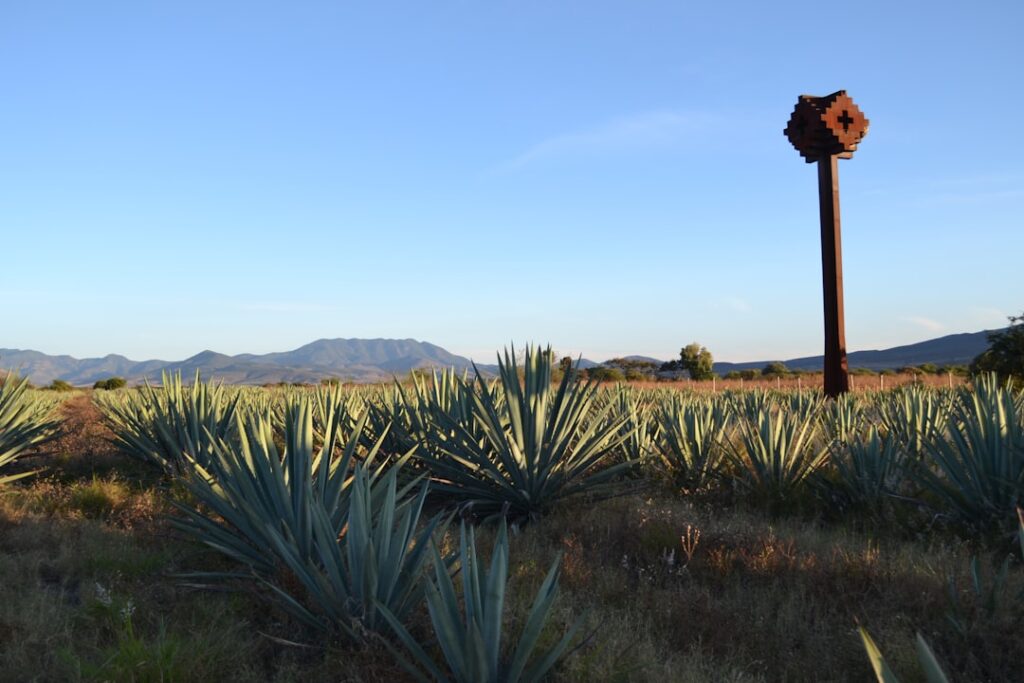 Photo Agave plant
